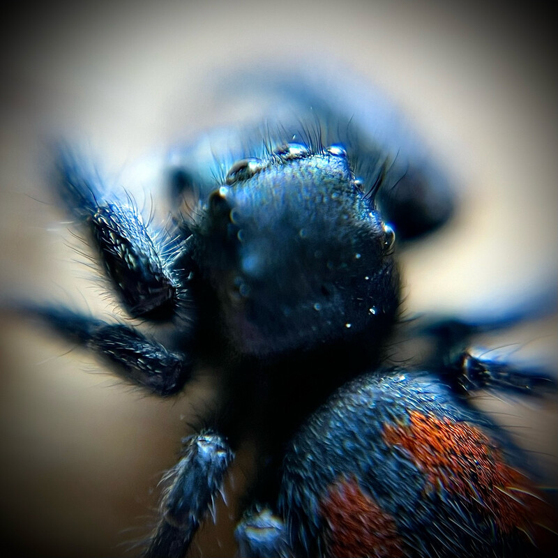 Widow Jumping Spider (Phidippus ardens) 0.5cm+