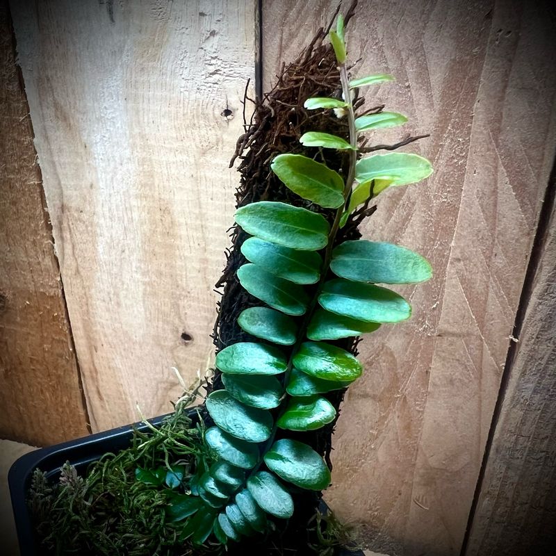 Marcgravia sp 'Suriname'