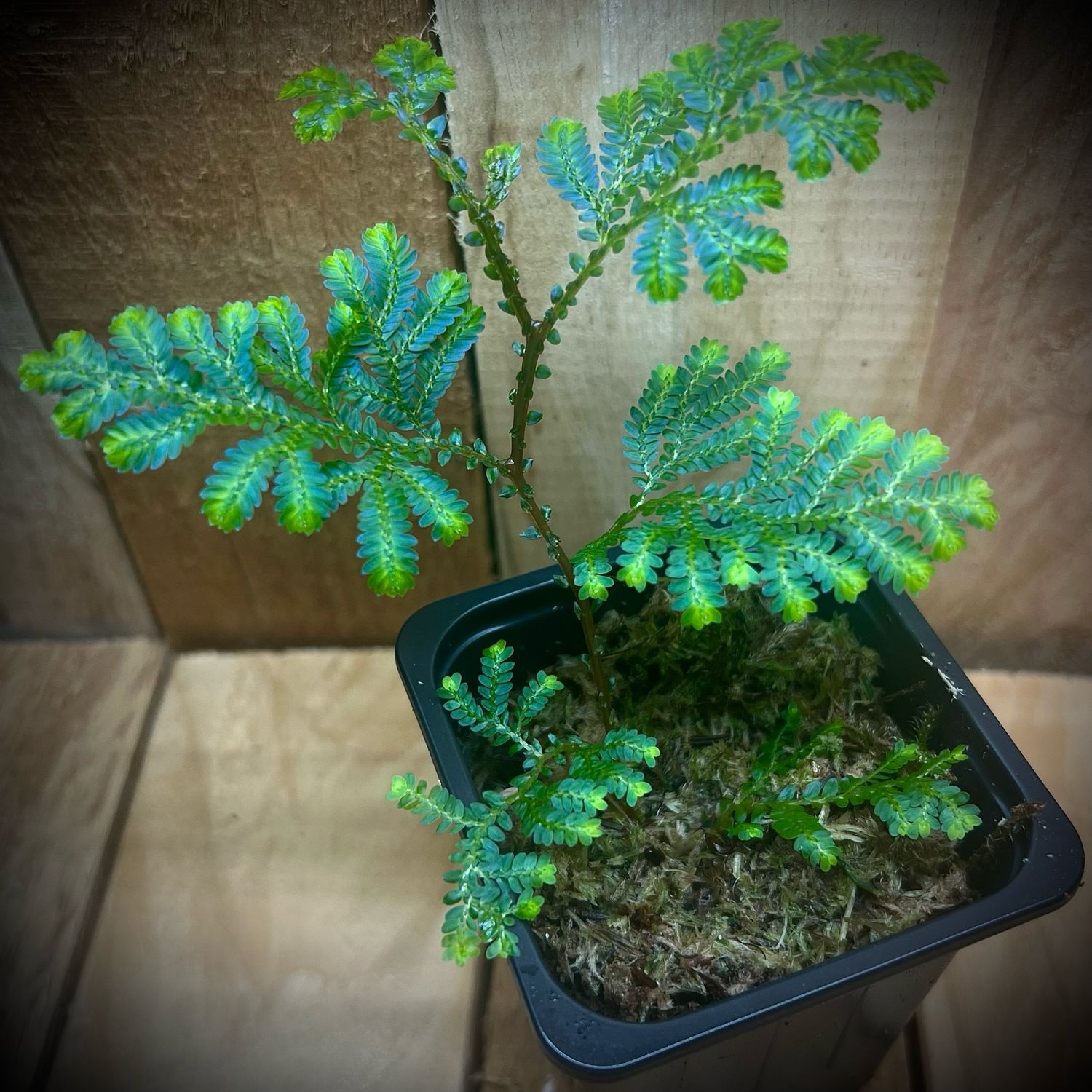 Selaginella willdenowii