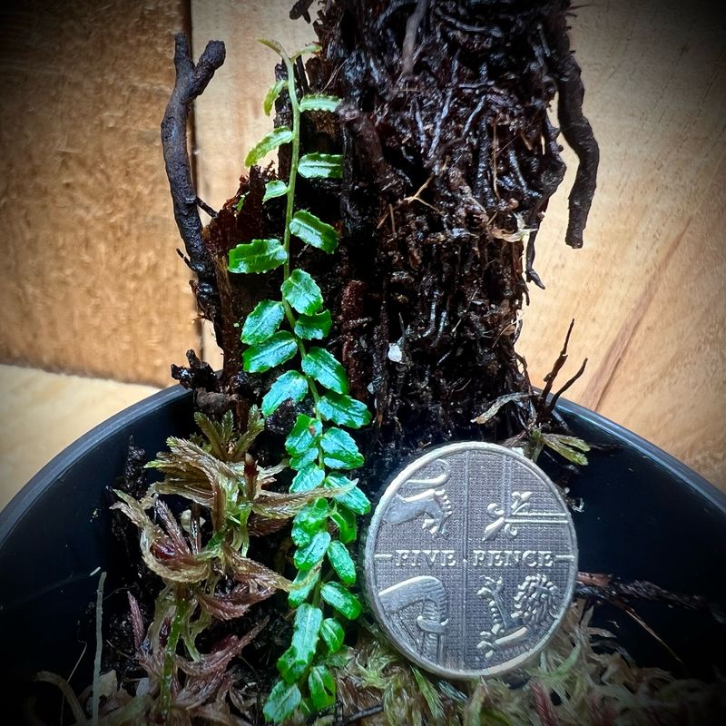 Marcgravia sp 'White Line'