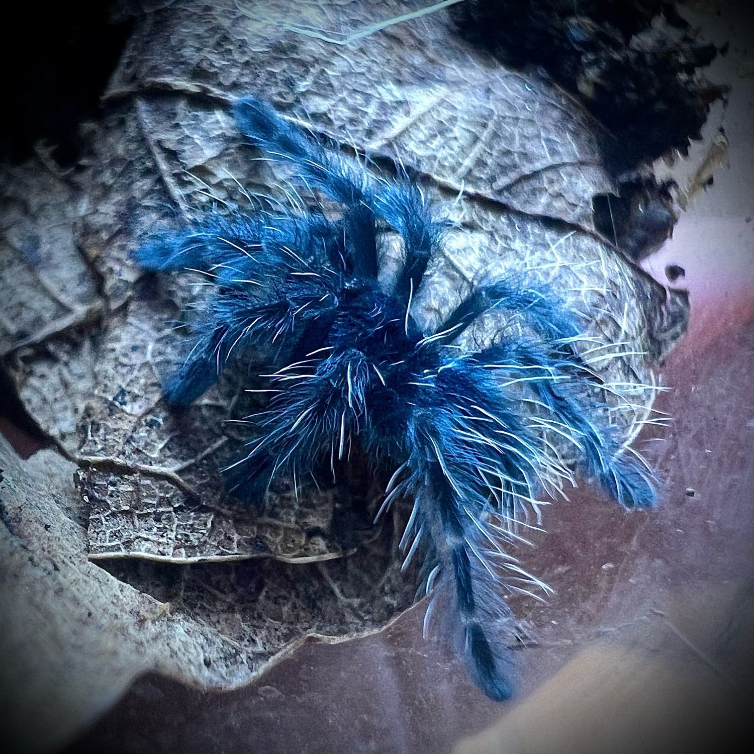 Martinique Pinktoe (Caribena versicolour)