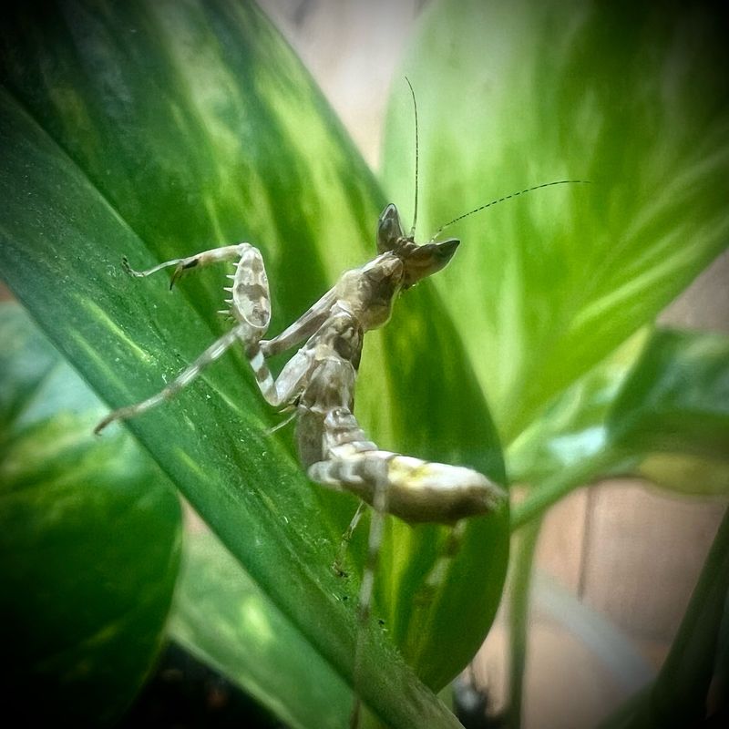 Jewled Flower Mantis (Creobroter gemmatus)  L3+