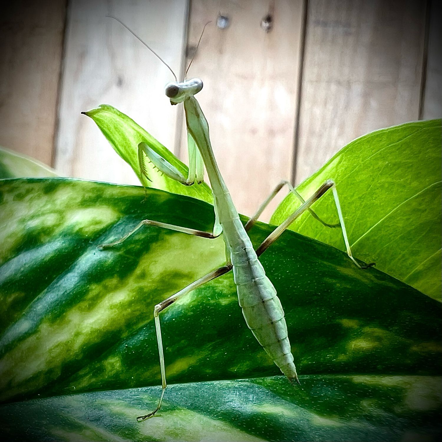Giant Asian Mantis (Hierodula membranacea)  L3+