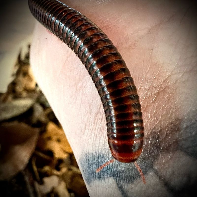 Black Fire Millipedes (Centrobolus fulgidus)