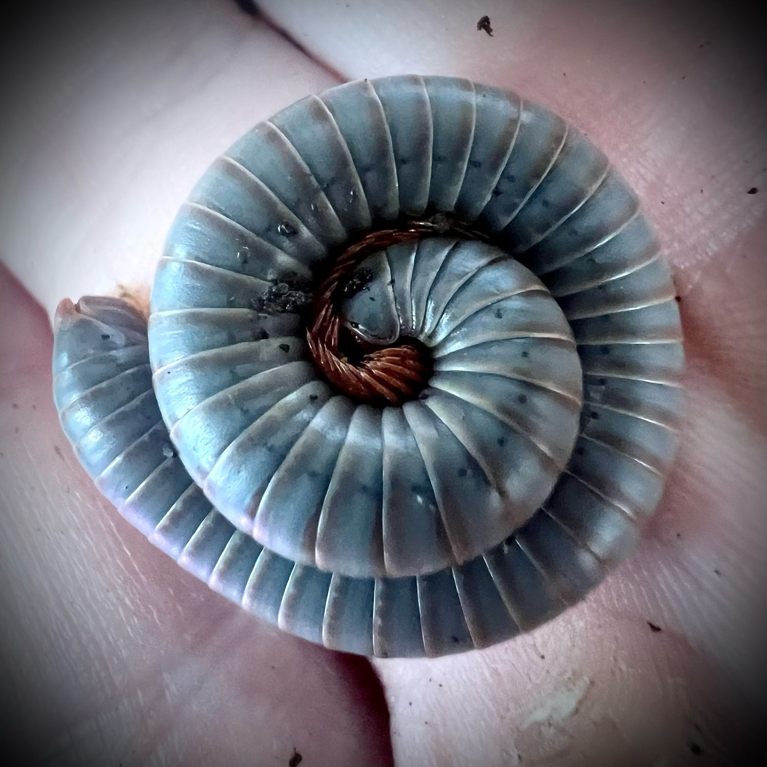 Vietnamese Rainbow Millipede (Atopochetus sp 'Vietnam')