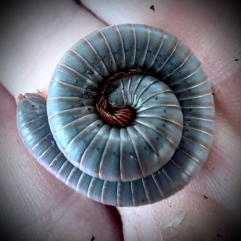 Vietnamese Rainbow Millipede (Atopochetus sp 'Vietnam')
