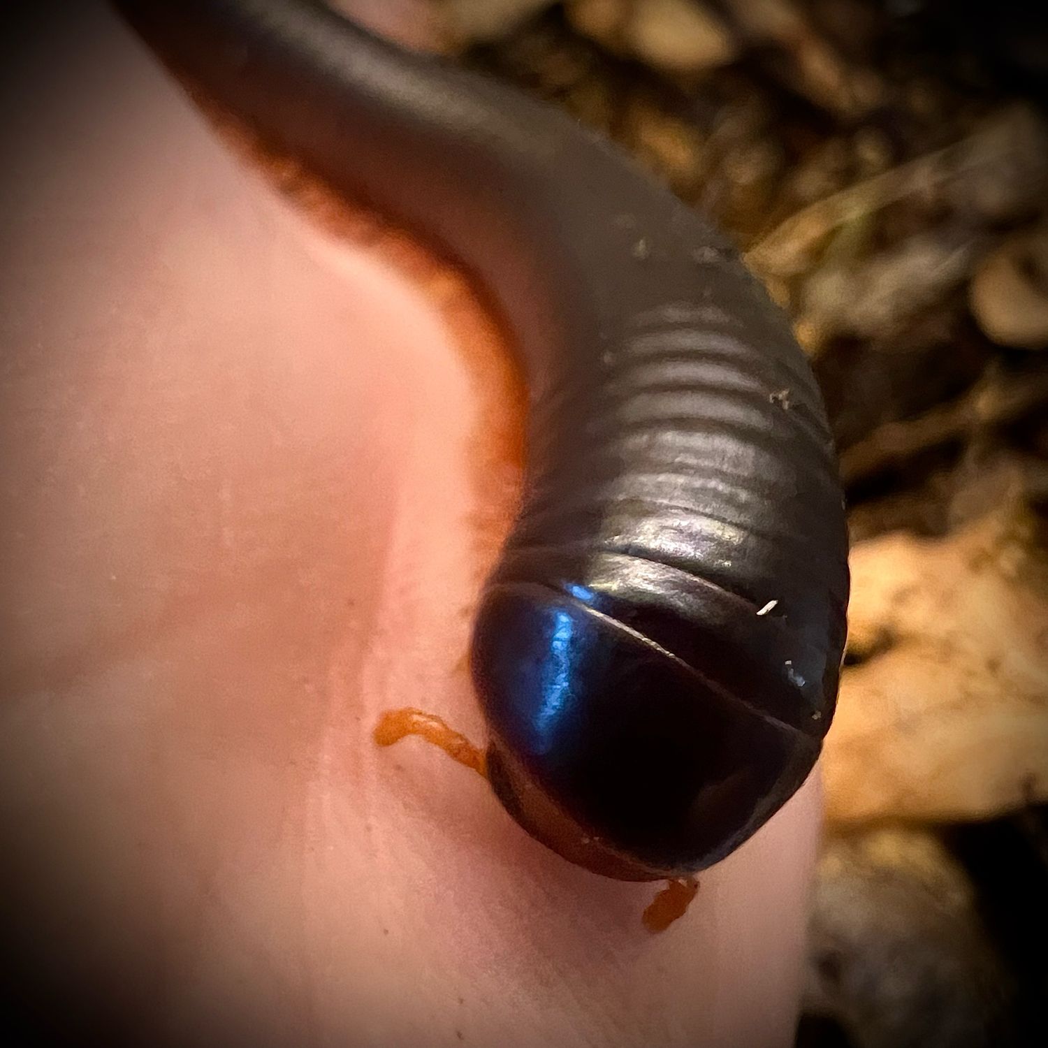 Red Legged Millipede (Epibolus pulchripes)