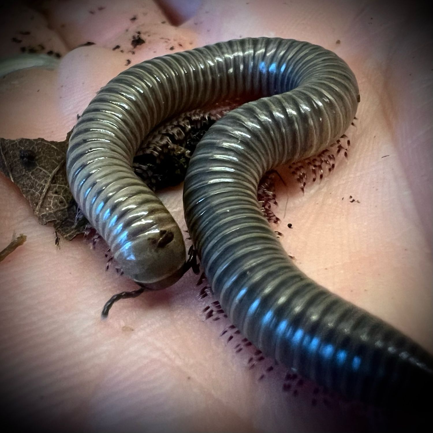 Ghana Speckled Leg Millipede (Telodeinopus aoutii)