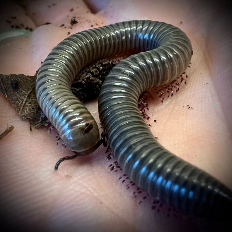 Ghana Speckled Leg Millipede (Telodeinopus aoutii)