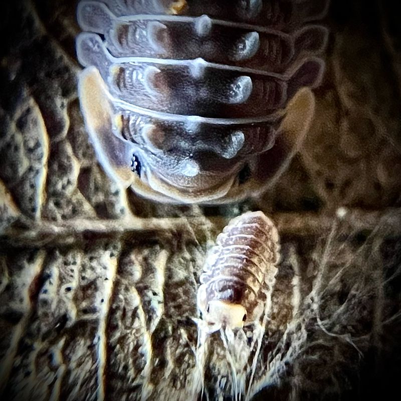 Isopoda sp 'Shiny Gator'