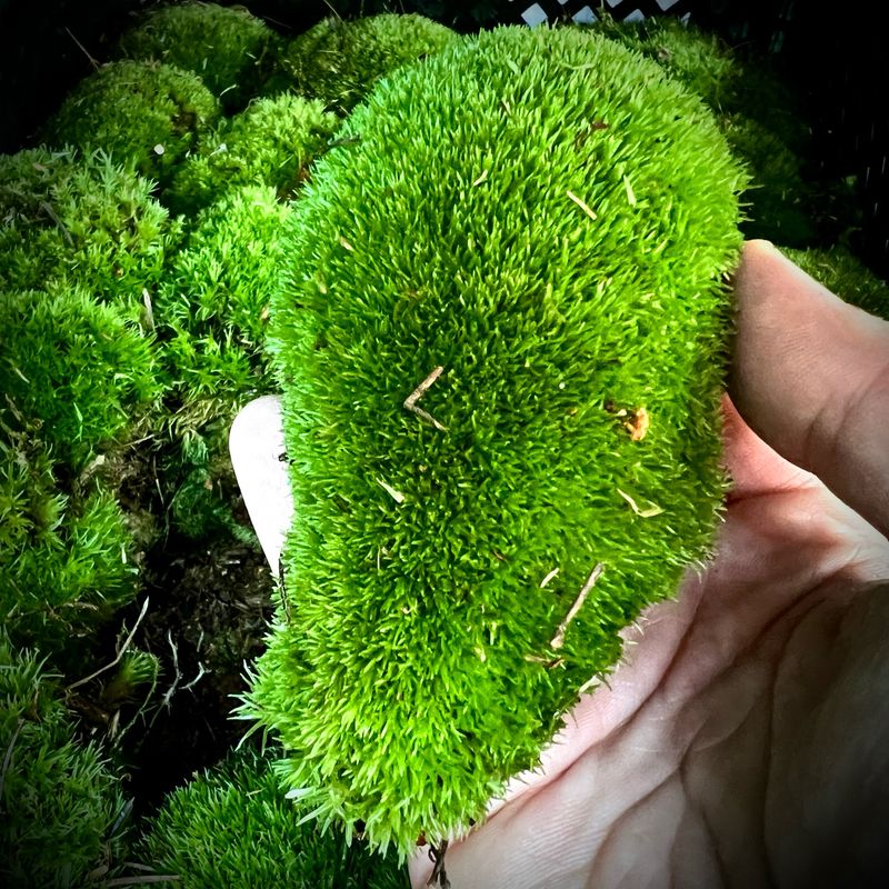 Live Cushion Moss (Leucobryum glaucum)