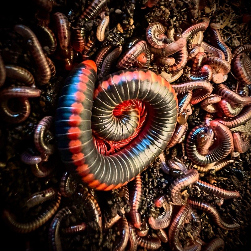 Red Spined Millipede (Xenobolus carnifex') CB