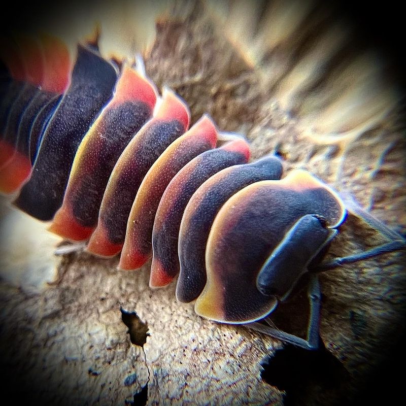 Merulanella sp 'Ember Bee'
