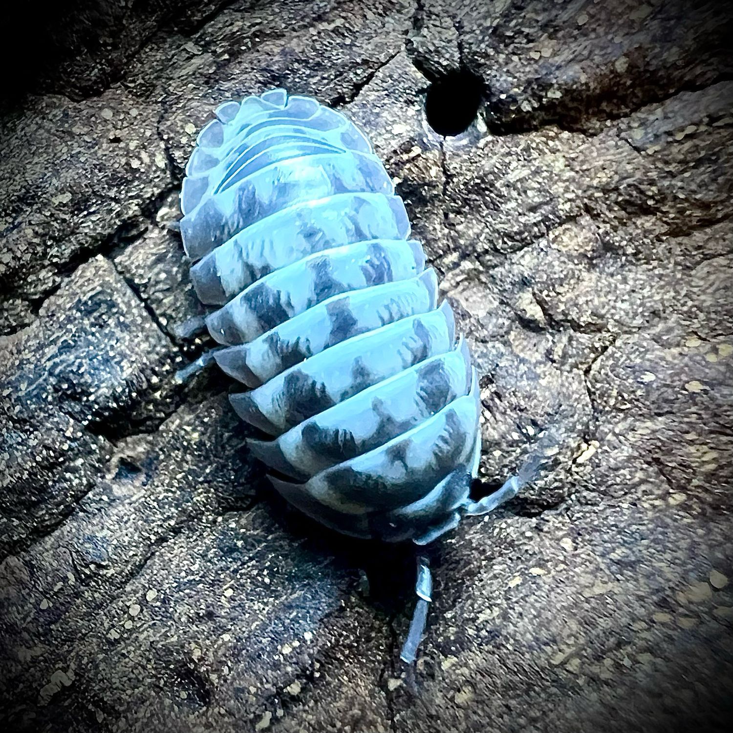 Armadillidium gestroi 'Milky Way'