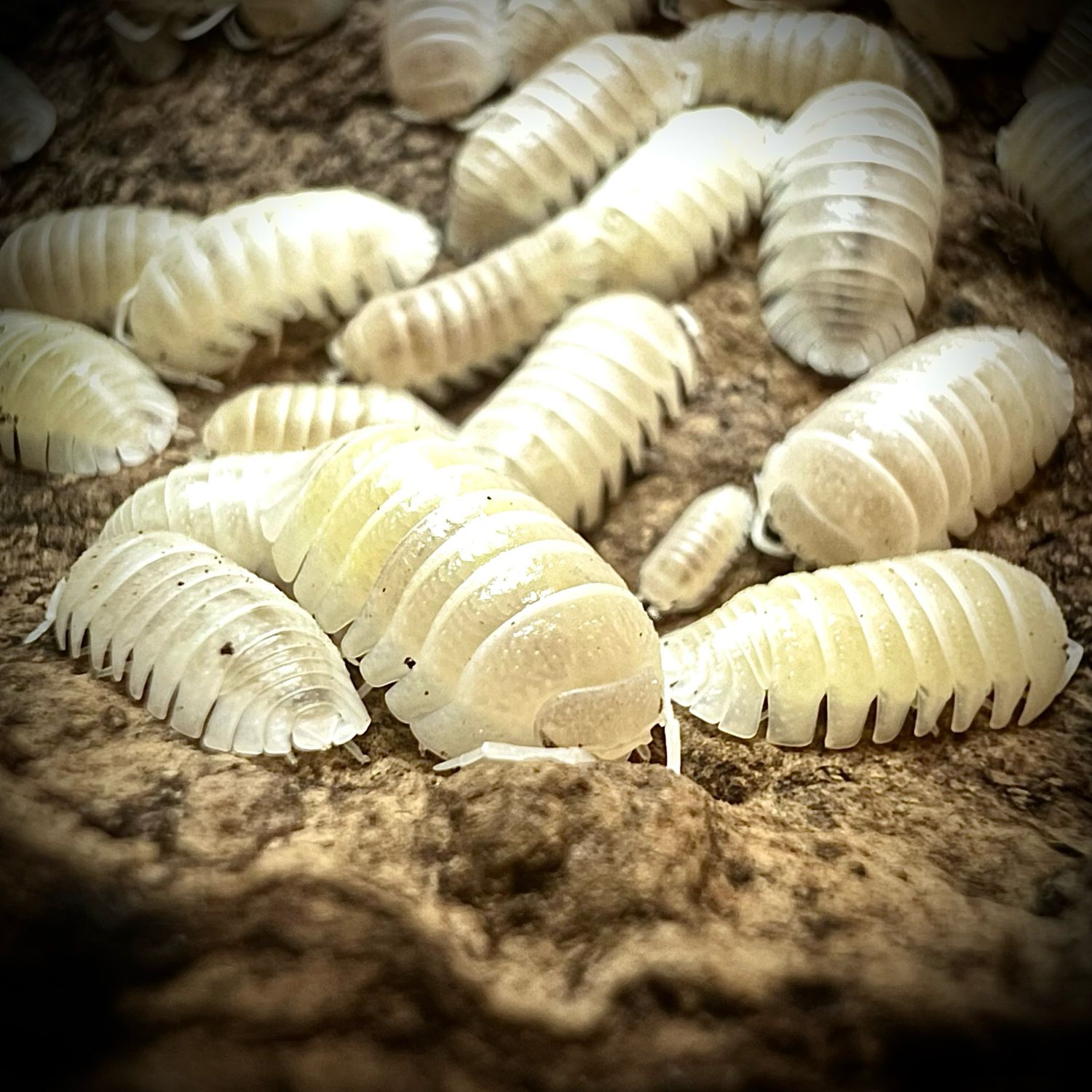 Armadillidium granulatum 'White Pearl'