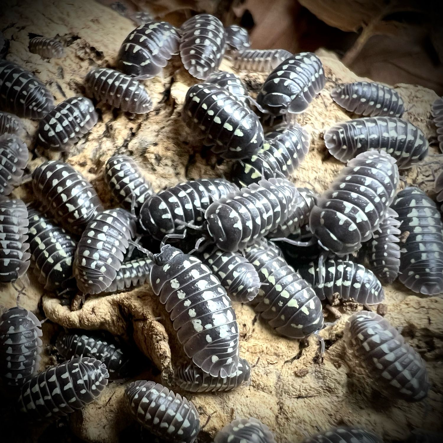 Armadillidium gestroi 'White Spot'