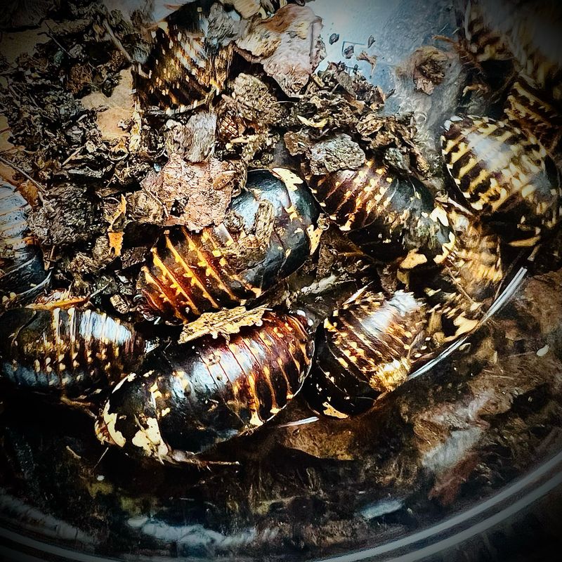Chrome Cockroach