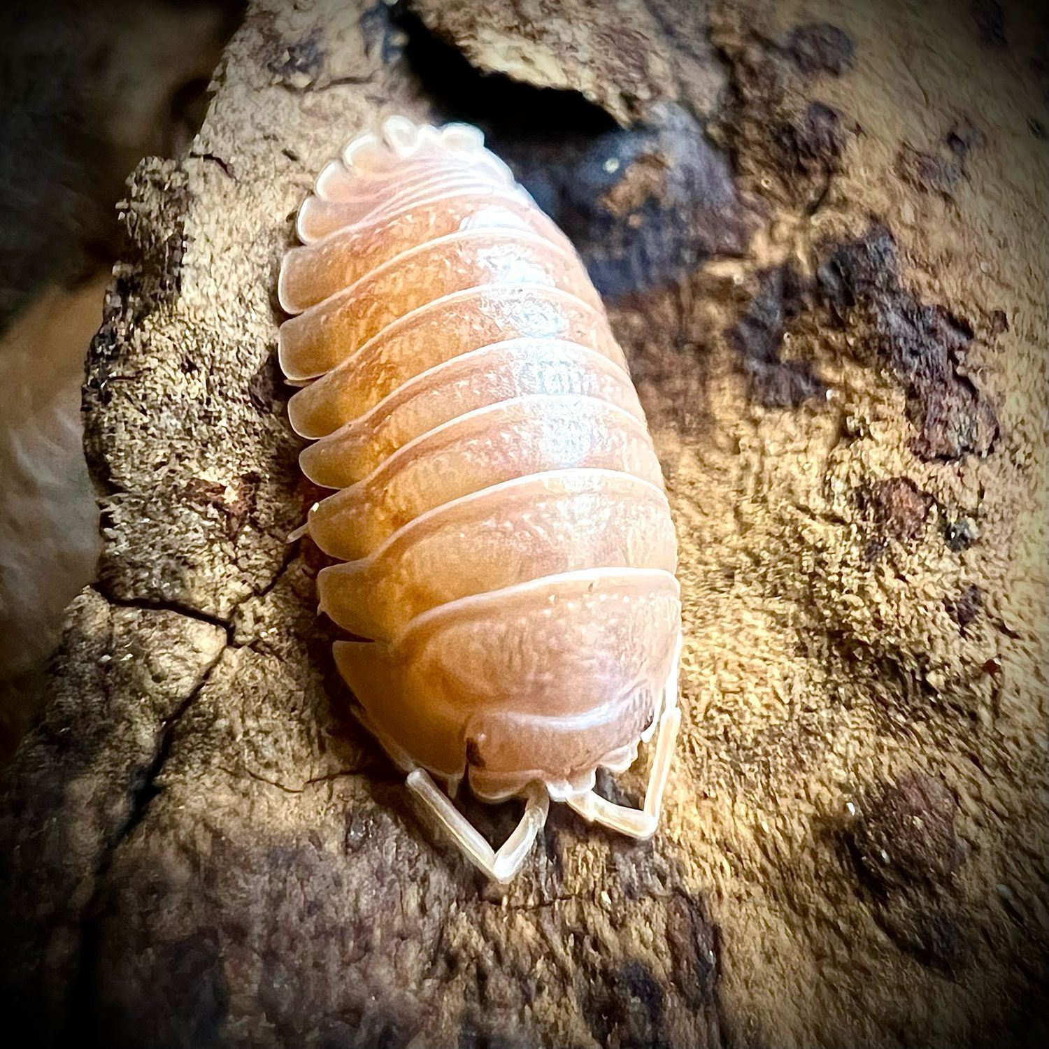 Armadillidium nasatum 'Orange'