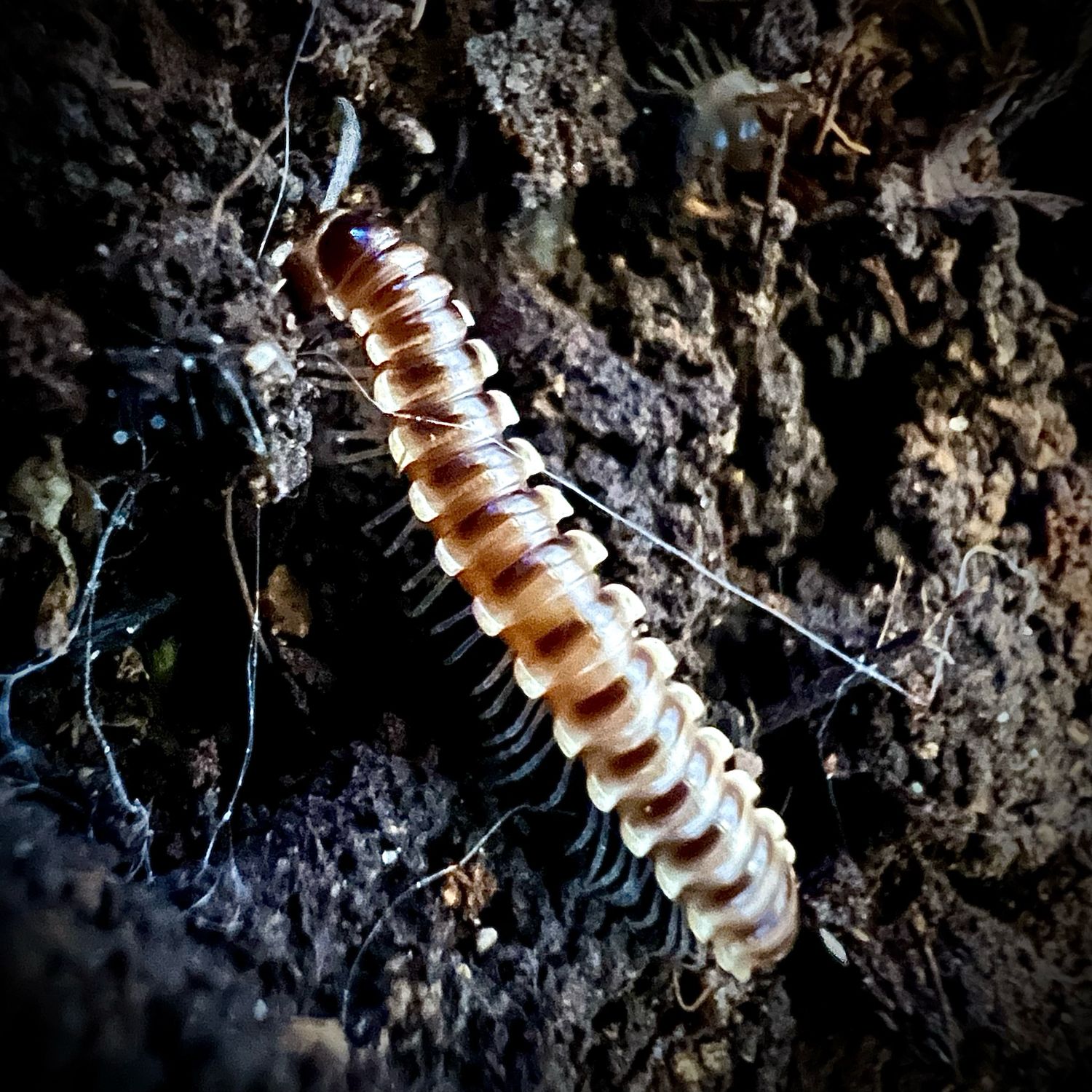 Yellow Spike Millipede (Orthomorpha sp 'Yellow Spike') CB