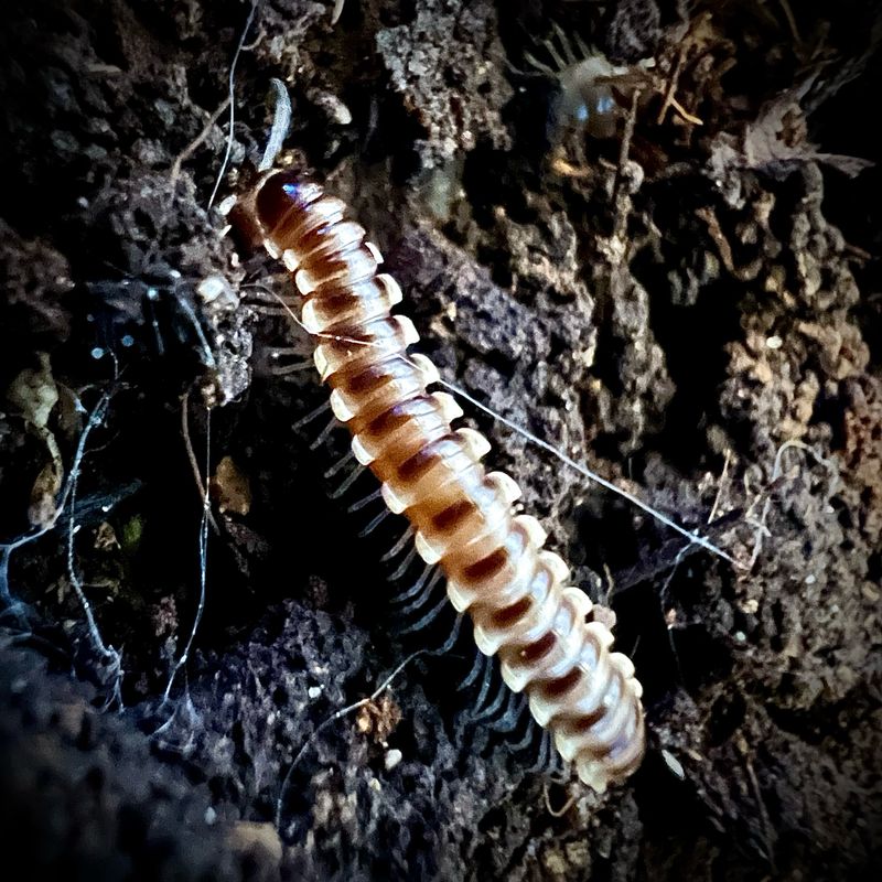 Yellow Spike Millipede (Orthomorpha sp 'Yellow Spike') CB
