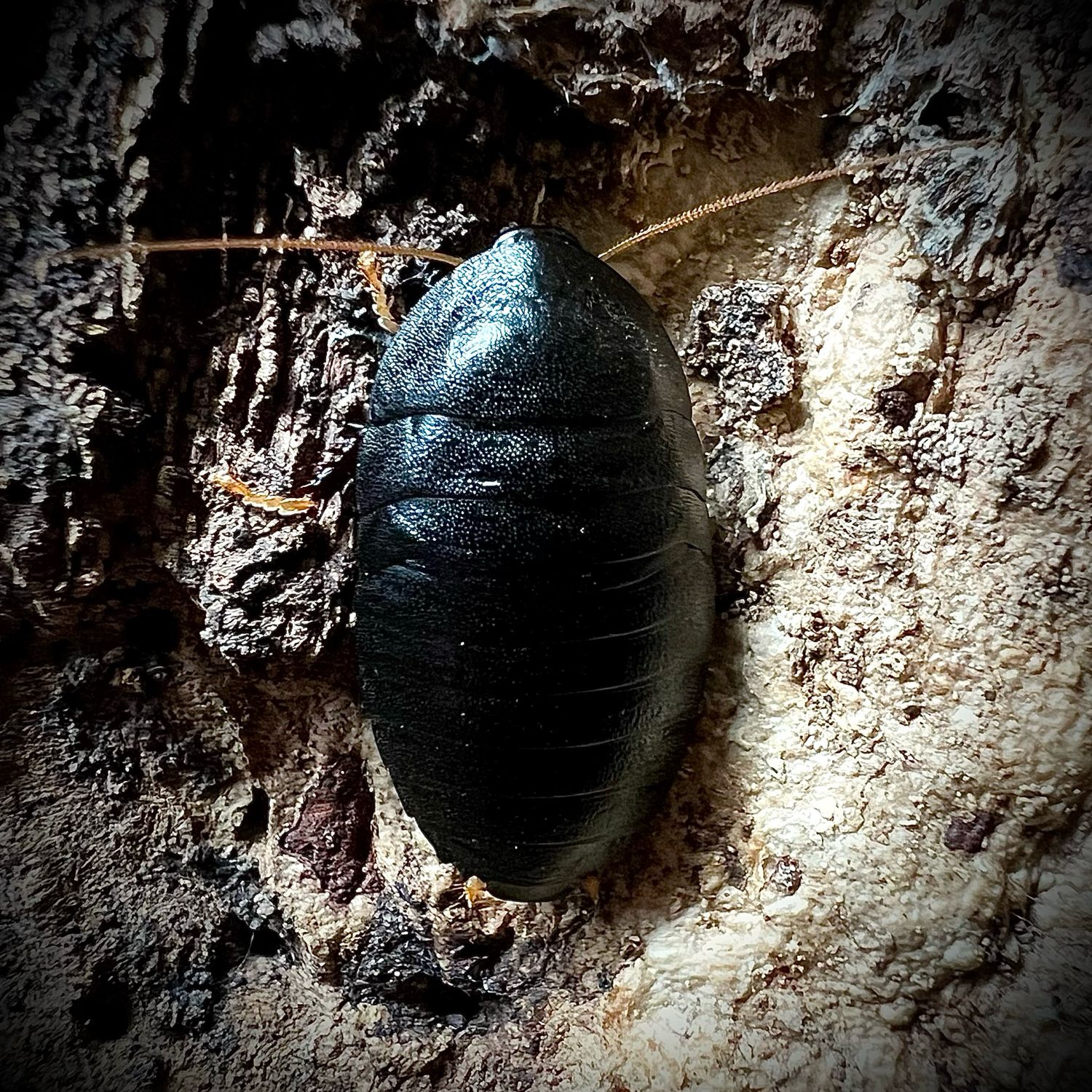 Obsidian Cockroach