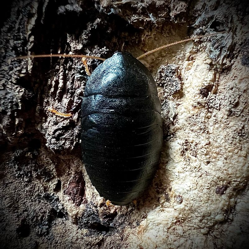 Obsidian Cockroach
