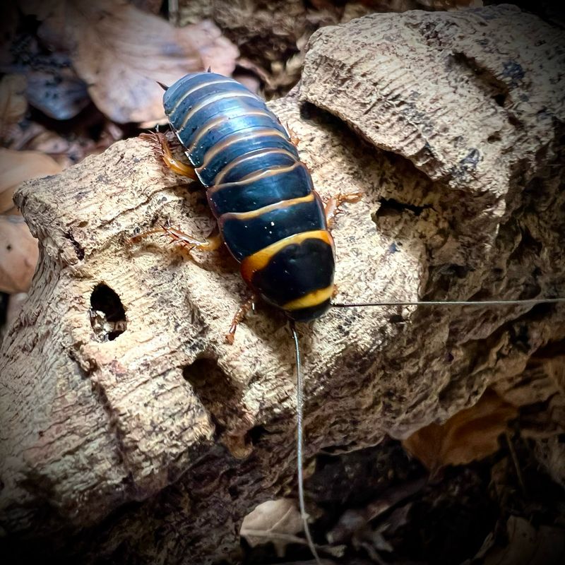 Extinct Cockroach