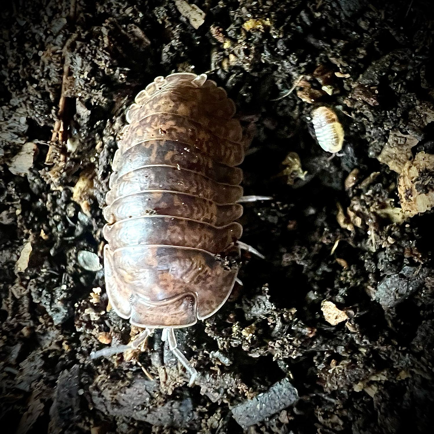 Filipinodillo sp 'Giant Banaho'