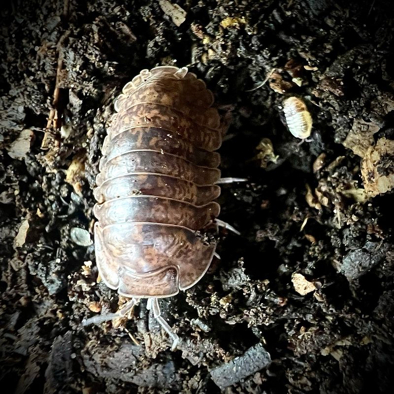 Filipinodillo sp 'Giant Banaho'
