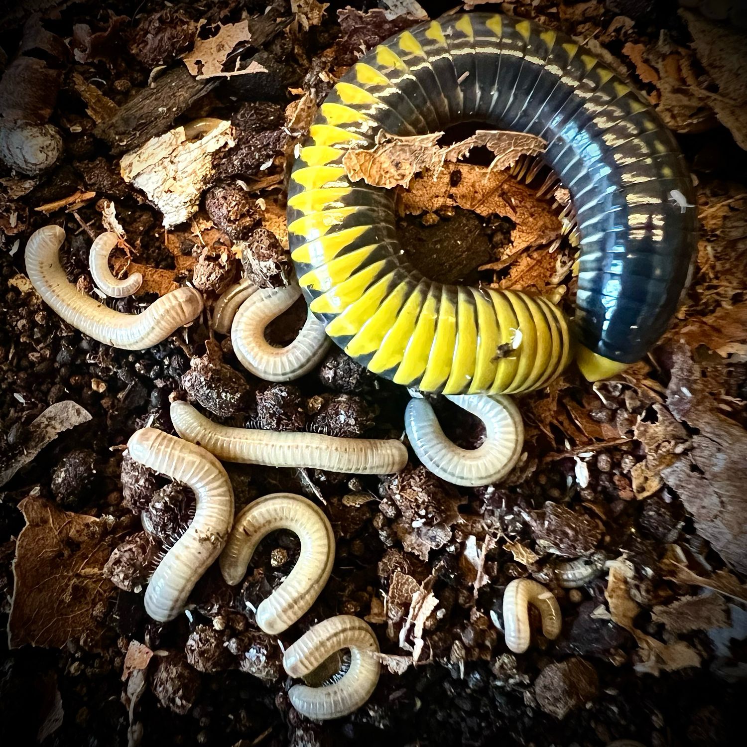 Avatar Millipede (Spirotreptida sp. 'Avatar') CB