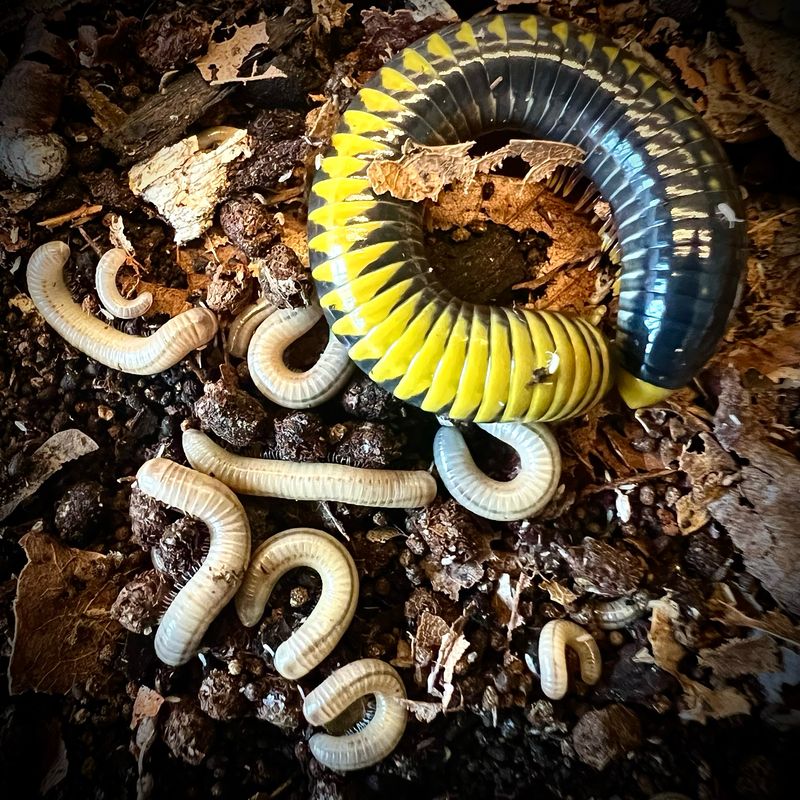 Avatar Millipede (Spirotreptida sp. 'Avatar') CB