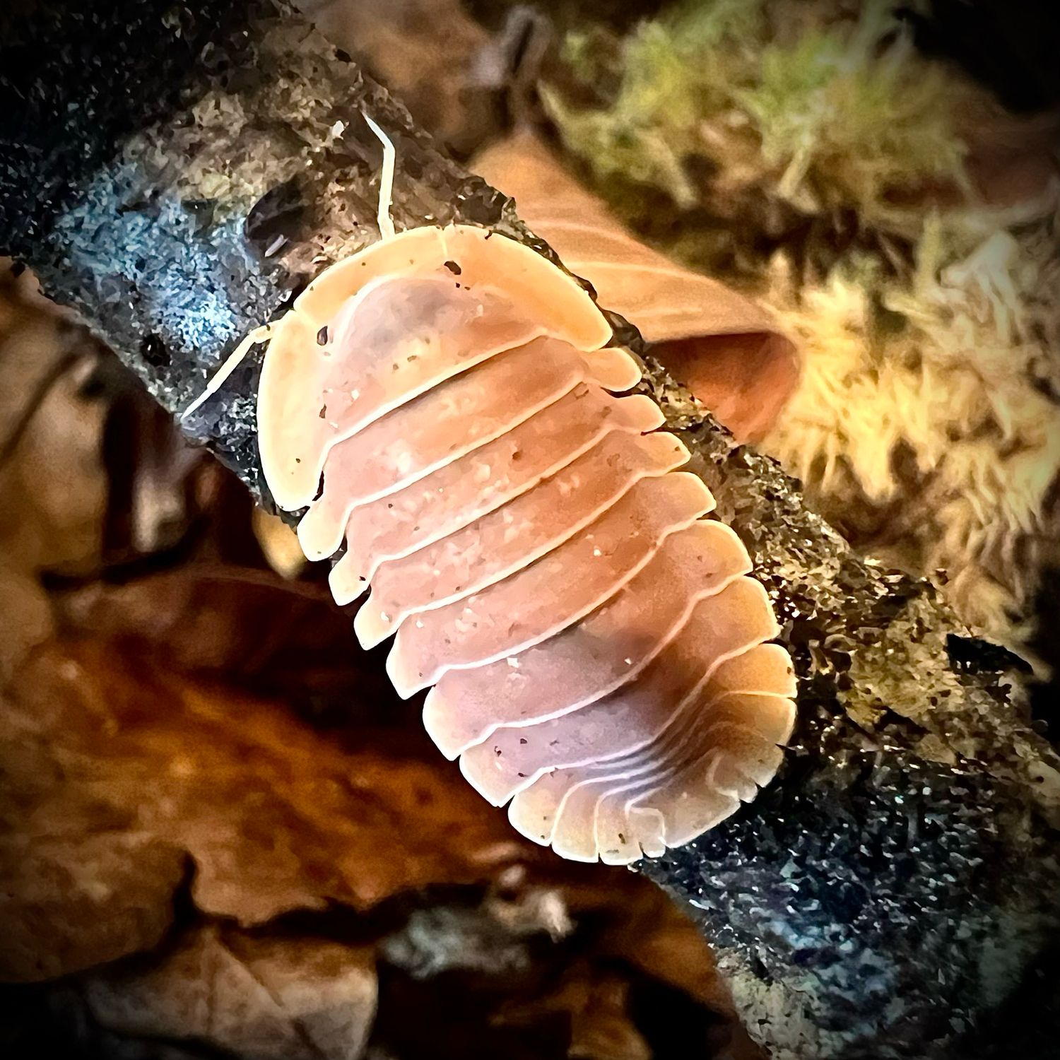 Cubaris sp 'Crabby'