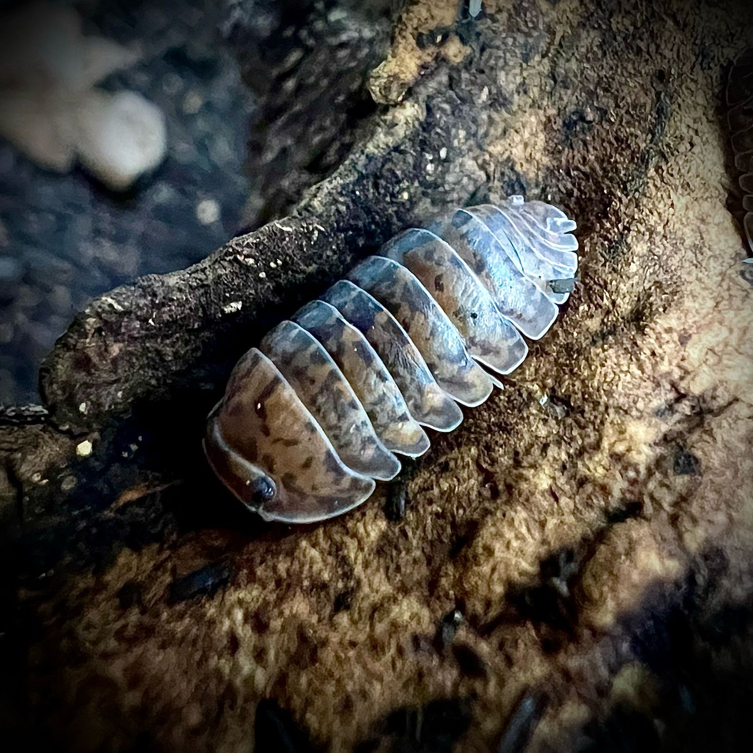 Filipinodillo sp 'Nakar'