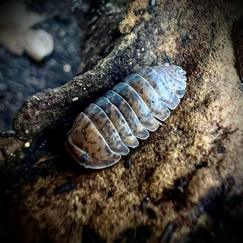 Filipinodillo sp 'Nakar'