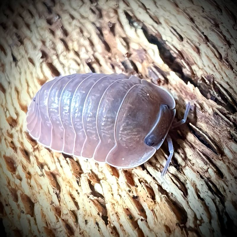 Cubaris sp 'Salmon'