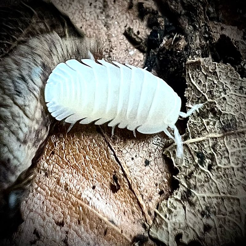 Cubaris sp 'White Panda'