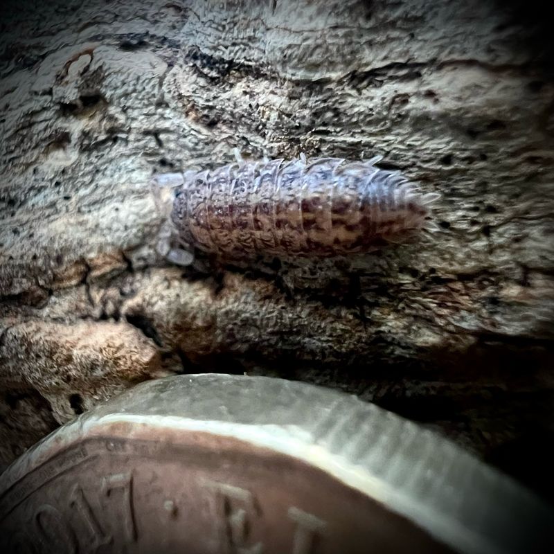 Porcellio Scitus