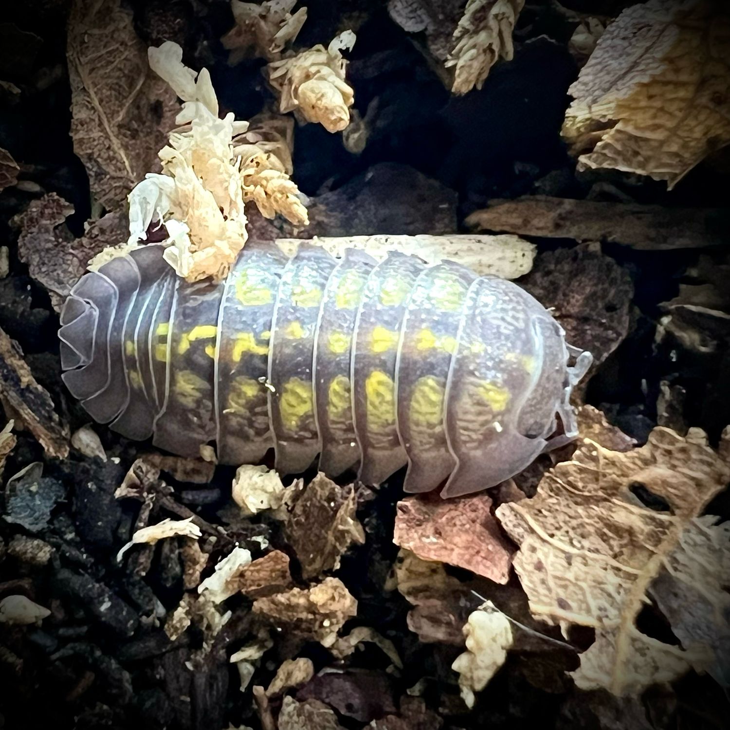 Armadillidium granulatum 'Lemon'