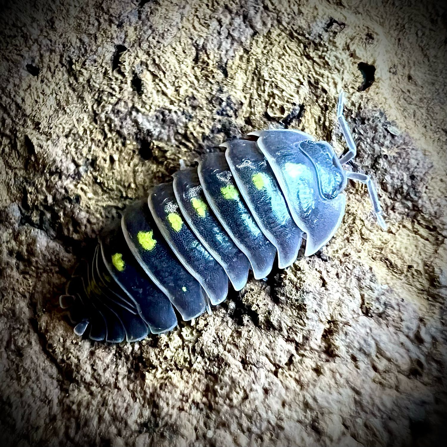 Armadillidium germanicum