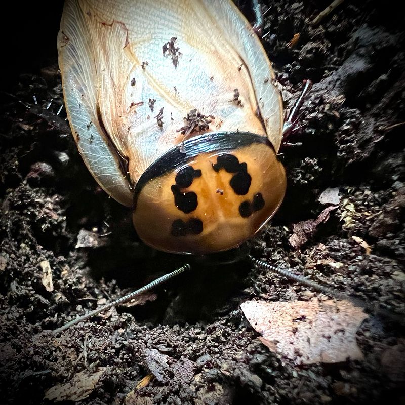 Red Headed Cockroach (Eublaberus posticus) Red Headed Cockroach (Eublaberus posticus)
