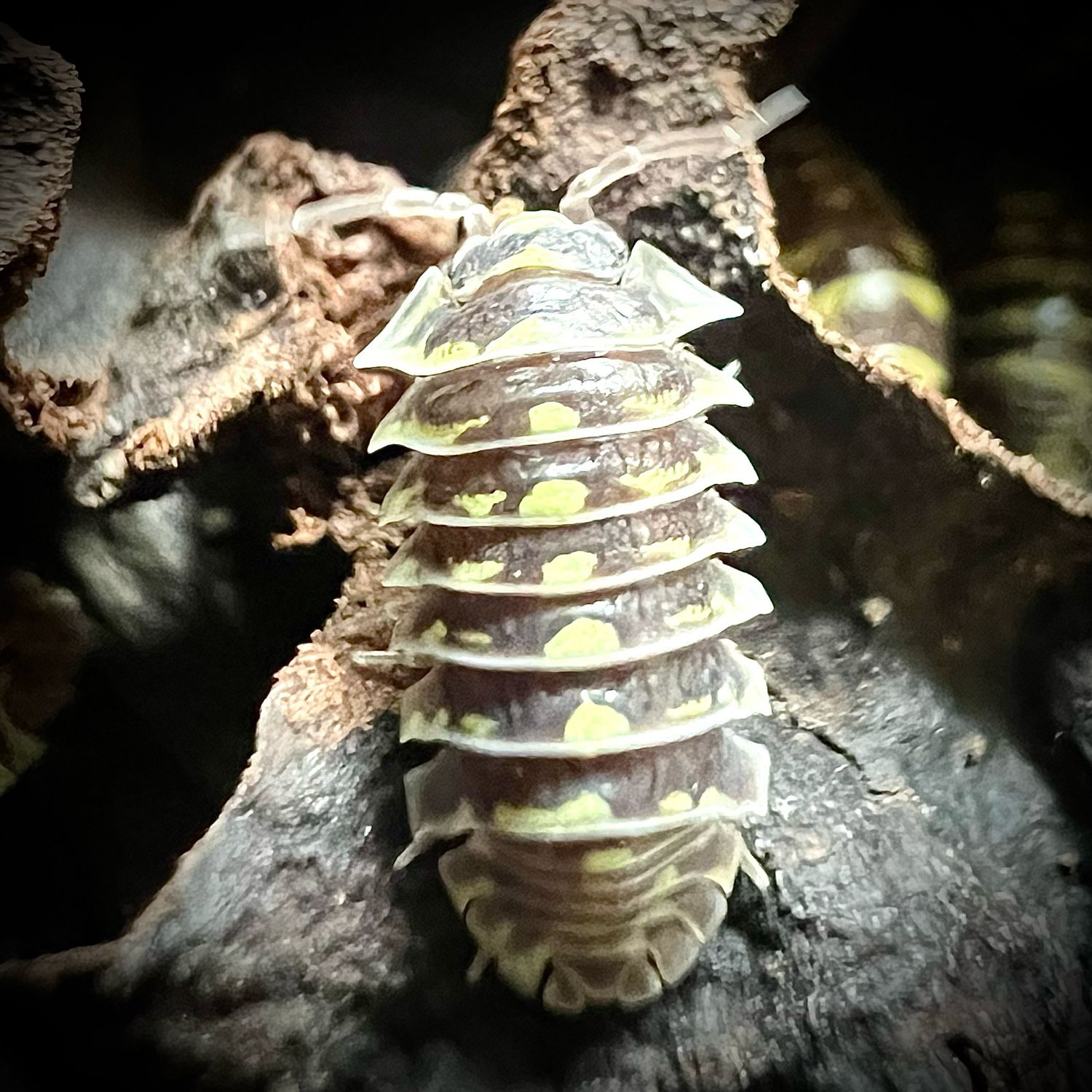 Armadillidium maculatum 'Yellow shark teeth'