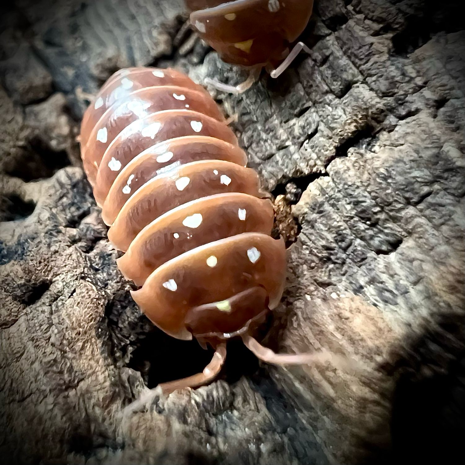 Armadillidium klugi 'orange'