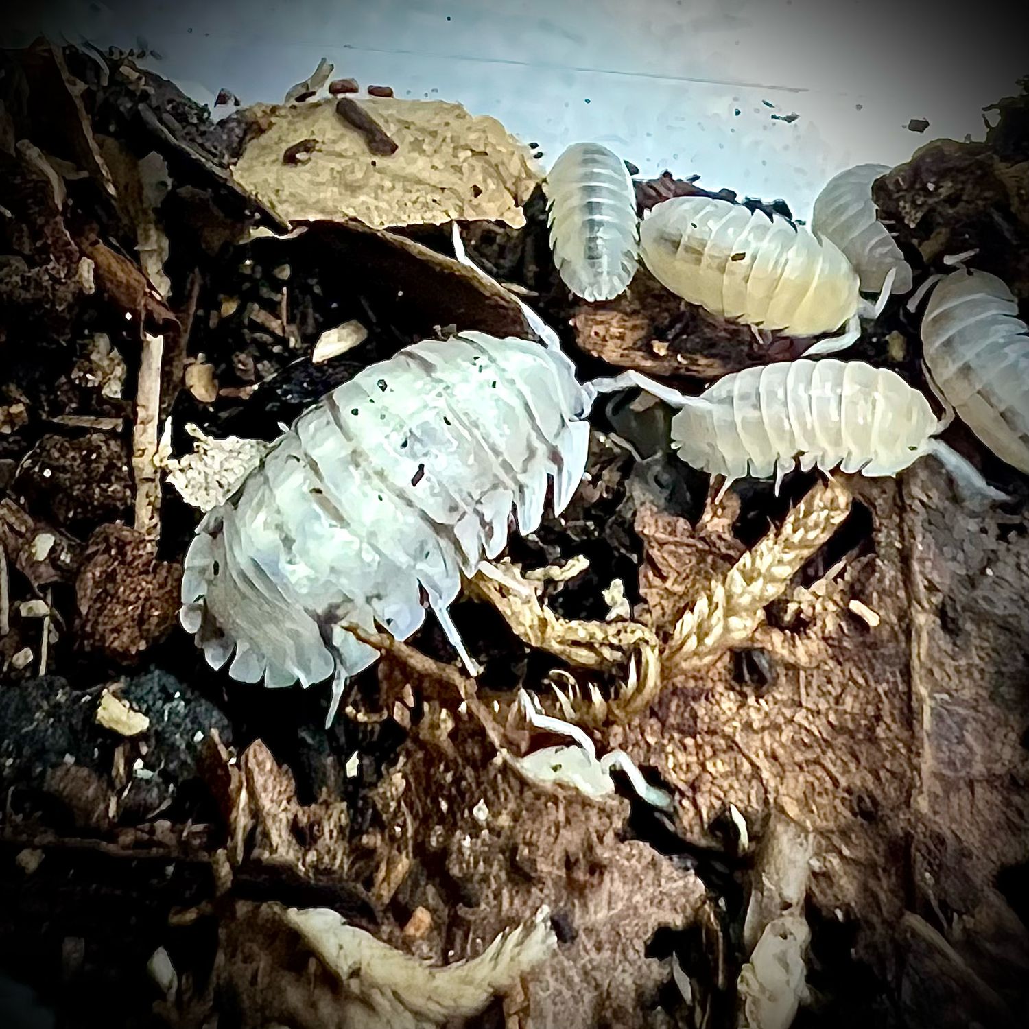 Armadillidium nasatum 'White'