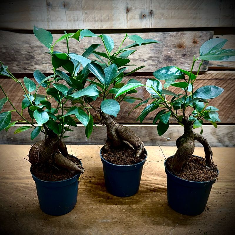 Ficus ginseng (Ficus microcarpa) Ficus ginseng (Ficus microcarpa)