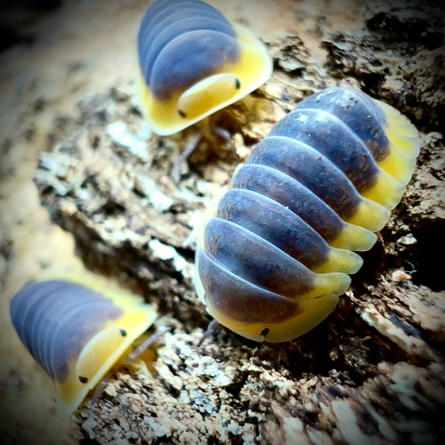 Cubaris sp 'Lemon Blue'