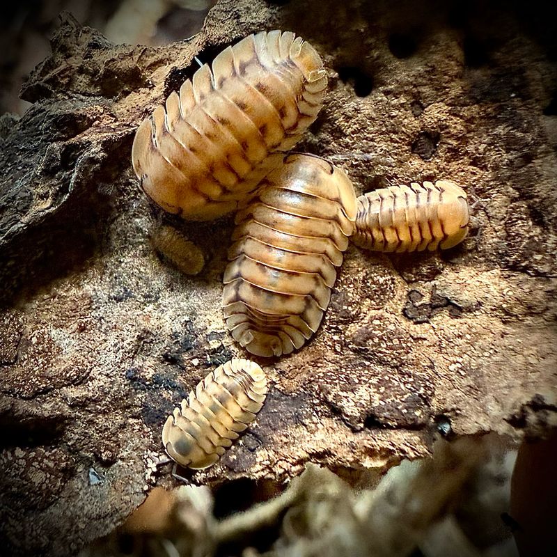 Nesodillo sp 'Honeymoon Tiger' Nesodillo sp 'Honeymoon Tiger'