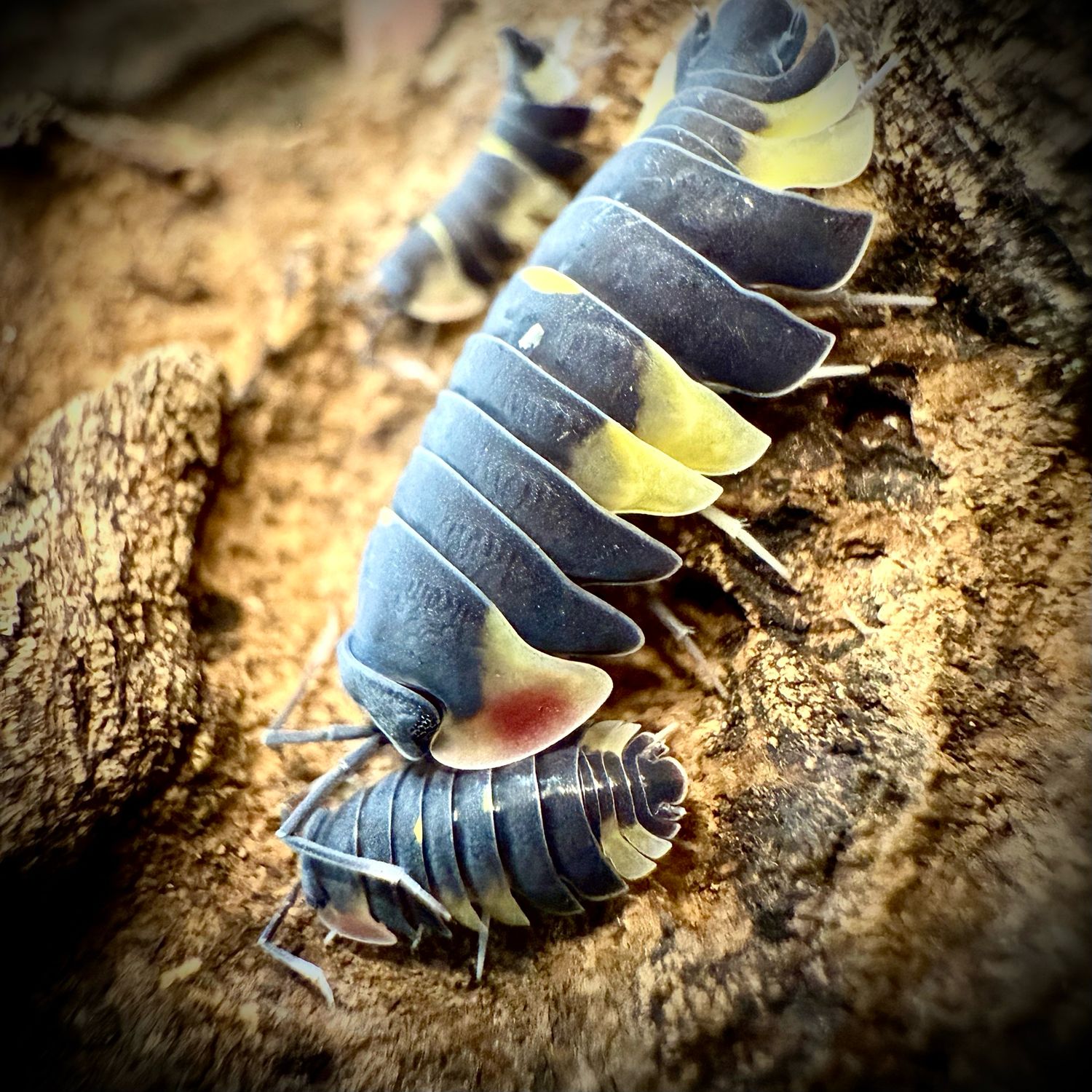 Ardentiella sp 'Quadcolour'