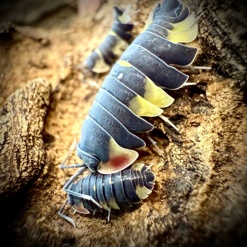 Ardentiella sp 'Quadcolour' Ardentiella sp 'Quadcolour'