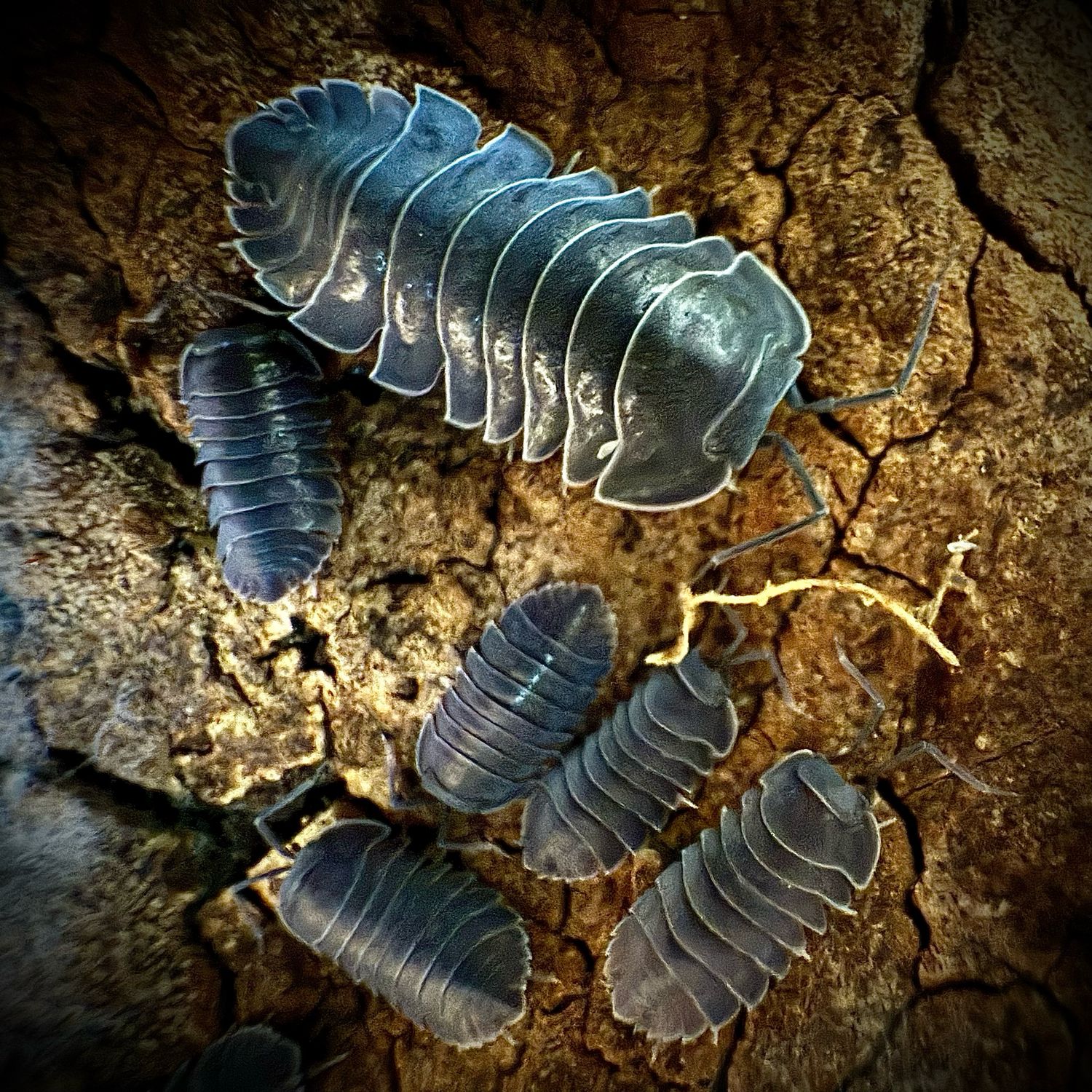 Ardentiella sp 'Black Hole'