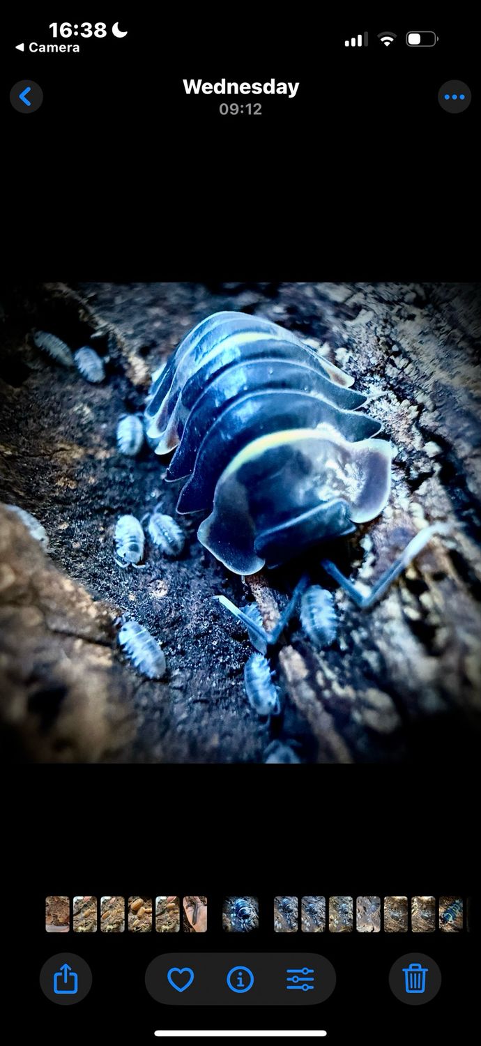 Ardentiella sp 'Pastel' Ardentiella sp 'Pastel'